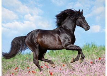 Rburg - Majestic Horses Puzzle 200pc